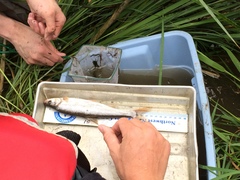 Mylocheilus caurinus