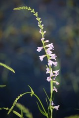 Physostegia intermedia