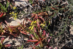 Senecio rosmarinifolius