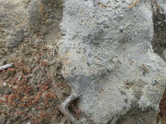 Lecanora gangaleoides