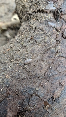 Armadillidium vulgare