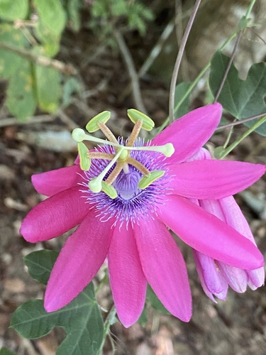 Passiflora kermesina Link & Otto