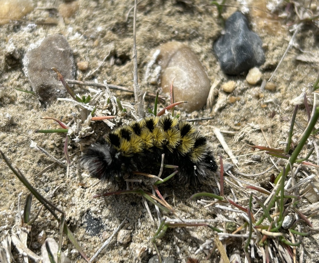 Virginia Ctenucha Moth from Aspen Beach Provincial Park Gull Lake