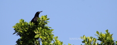 Quiscalus mexicanus