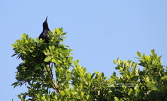 Quiscalus mexicanus