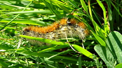 Diacrisia purpurata