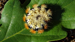 Diacrisia purpurata
