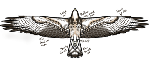 Swainson's Hawk photographed in Florida