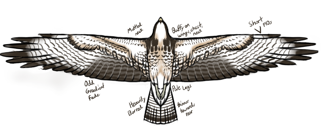 Swainson's Hawk (Buteo swainsoni)