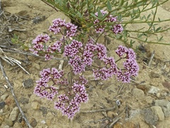 Chorizanthe staticoides