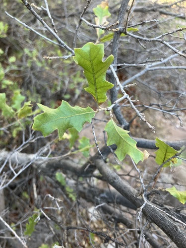 Pungent Oak