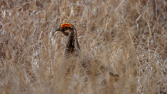 Tympanuchus pallidicinctus