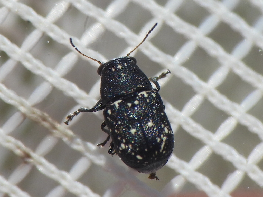 Pachybrachis stygicus