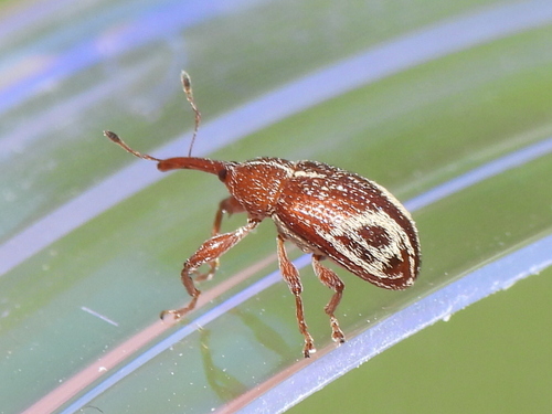 Red Winecup Weevil photo 2