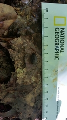 Milacidae