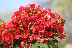 Delonix regia
