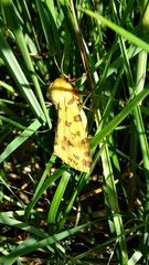 Diacrisia purpurata