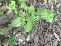 Hesperocnide tenella