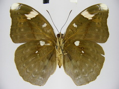 Bebearia phranza moreelsi