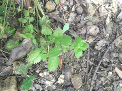 Hesperocnide tenella