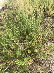Lepidium austrinum