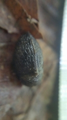 Milacidae