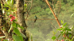 Colibri
