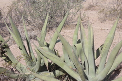 Agave asperrima zarcensis