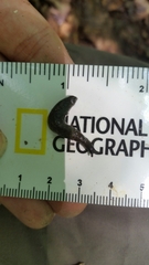 Milacidae