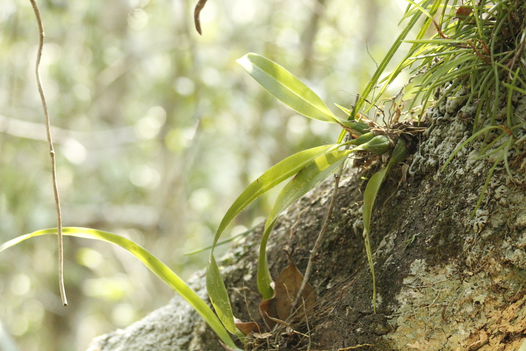 Maxillaria hedwigiae