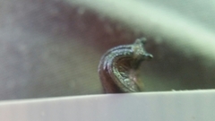 Milacidae