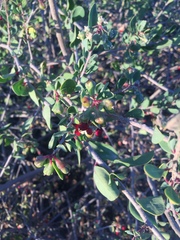 Stegnosperma halimifolium