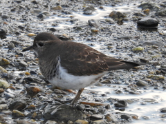 Charadrius modestus