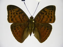 Bebearia phranza moreelsi