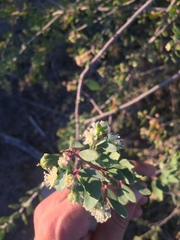 Stegnosperma halimifolium