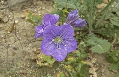 Phacelia grandiflora