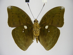 Bebearia phranza moreelsi