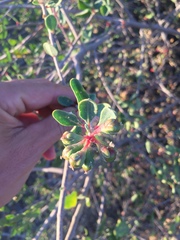 Stegnosperma halimifolium