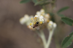 Closterocoris amoenus