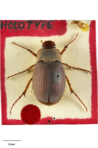 Prodontria longitarsis