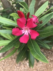Neriinae