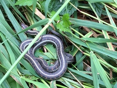 Thamnophis sirtalis concinnus