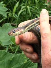 Thamnophis sirtalis concinnus
