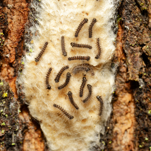 Spongy moth