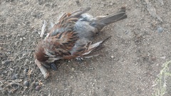 Passer domesticus