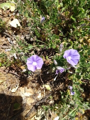 Convolvulus sabatius