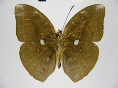 Bebearia phranza moreelsi