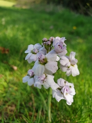 Cardamine pratensis