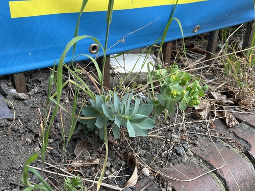 Euphorbia myrsinites