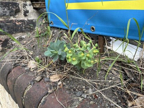 Euphorbia myrsinites